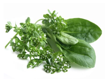 Corn salad (Valerianella locusta)の写真素材