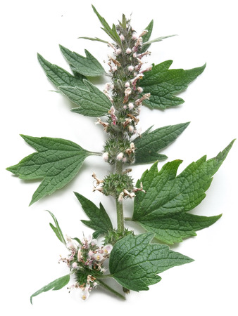 Motherwort (Leonurus cardiaca)の写真素材