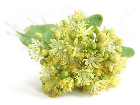 Linden flowers (Tilia)の写真素材