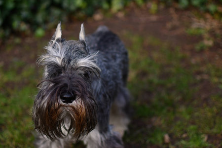 Miniature schnauzer pepper and salt championの写真素材