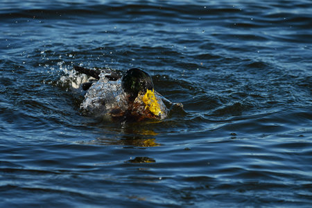 Wild male duck coming out of water in danish harborの写真素材