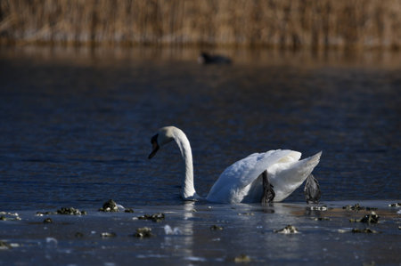 Swan sliding from ice into waterの写真素材