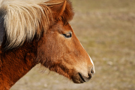 Icelandic horseの写真素材