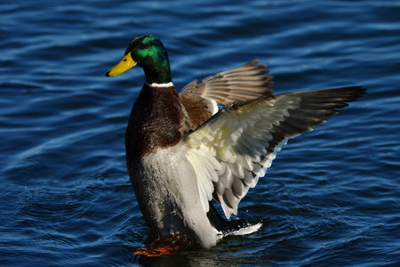 Male wild duckの写真素材