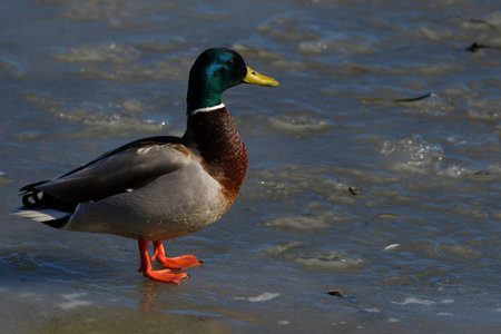 Wild duck male on frozen north seaの写真素材