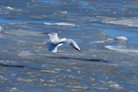 Seagull flying over Scandinavian frozen Seaの写真素材
