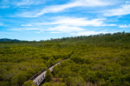 Bridge across mangrovesの写真素材