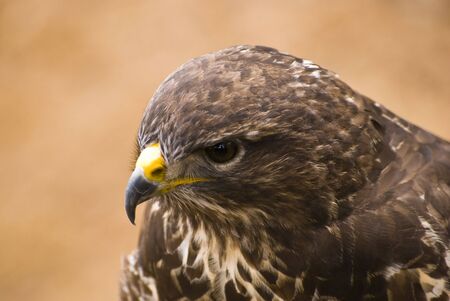 Saker Falcon - picture detail predatory bird head (portraits) の写真素材