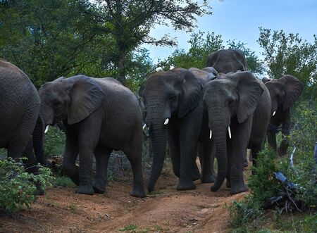 Kruger Park Elephantsの写真素材
