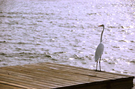 Egret on a Florida pierの写真素材