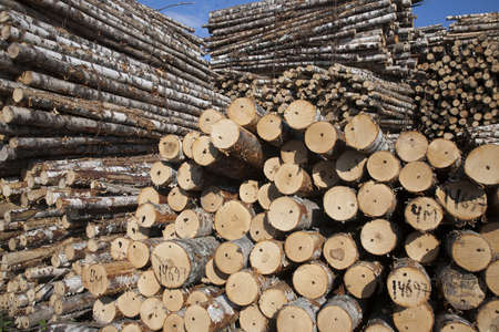 The storage of logs. Ready to transportation to the plant