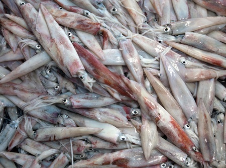 Fresh squid on the market in the sea port 