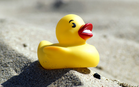 duck