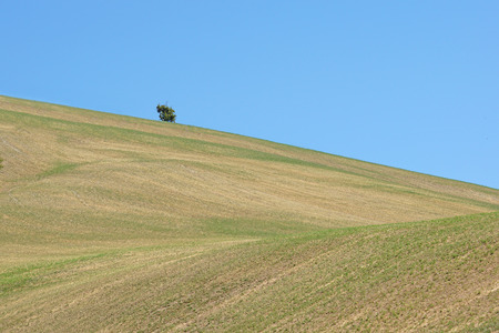 Hill with a treeの写真素材