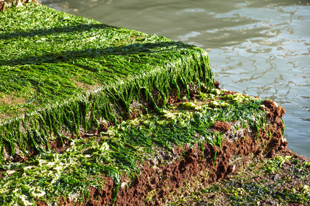 seagrass on the rock,seaweed on the rock,moss , algae