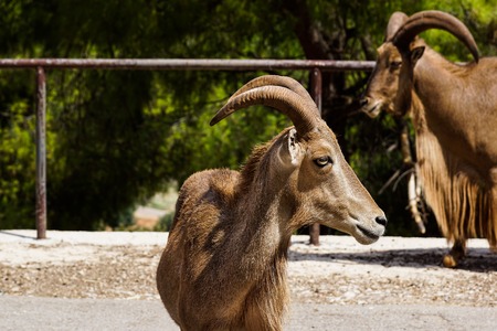 Alpine ibex, Capra . Old male Alps Italyの写真素材