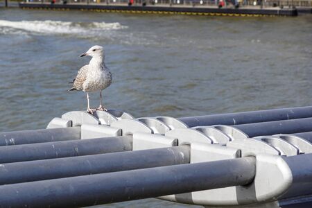 Seagull on an iron bridge in sunny weather during the day .の写真素材