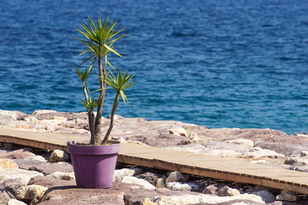walkway on rocky dock near the sea with a plant in a jar for decoration .の写真素材