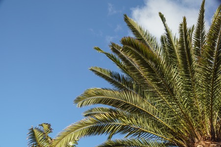 palm trees in the blue sunny skyの写真素材
