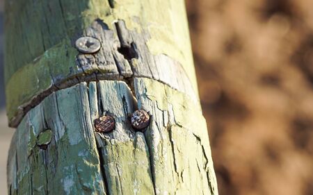screw screwed in wood with wood shavings
