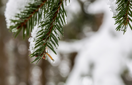Branches of pine tree with snowの写真素材
