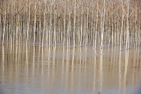 tree in the full river . Spring landscape with birch trees and melt water on the lake or river.の写真素材