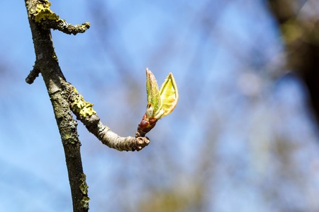 New top leaves sprouting from brown bark of old trunkの写真素材