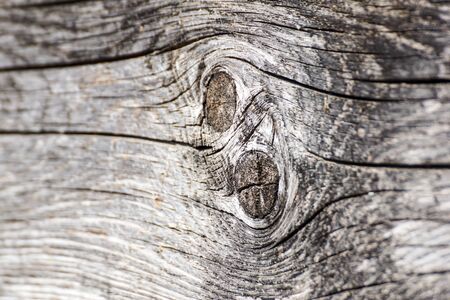 Old walnut tree trunk detail texture as natural background.の写真素材