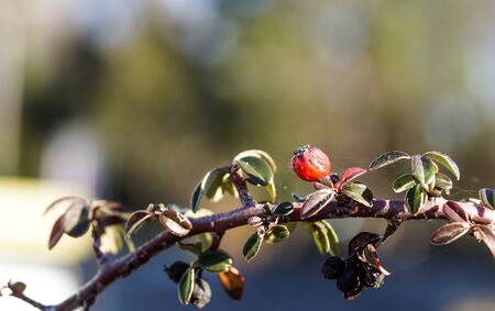 Ripe Colorful Pomegranate Fruit on Tree Branch.