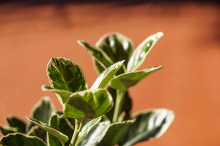 Beautiful of green tropical leaves