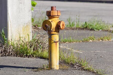 Yellow fire hydrant Freeport, Maine, New Englandの写真素材