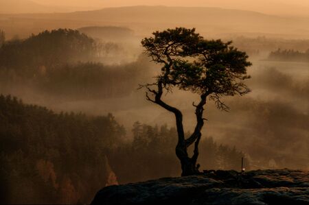 Stunted pine tree on a rock against a misty forest backgroundの写真素材