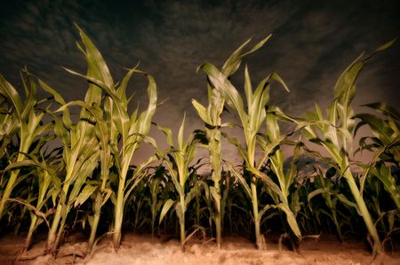 Maize plants