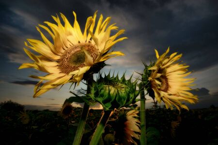 Three sunflowers at duskの写真素材
