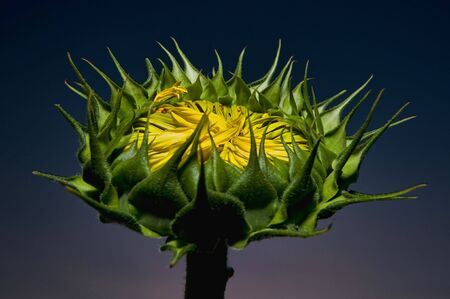 Head of a young sunflower at duskの写真素材