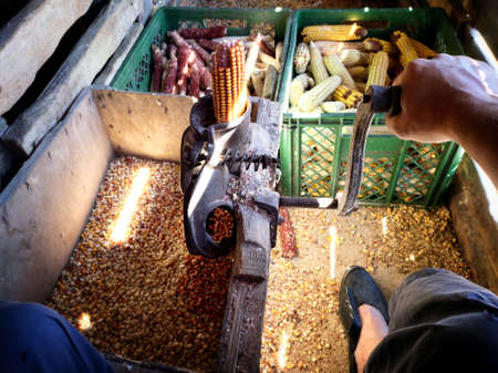A man crowns corn on an old hand-operated cast iron machine in a barn