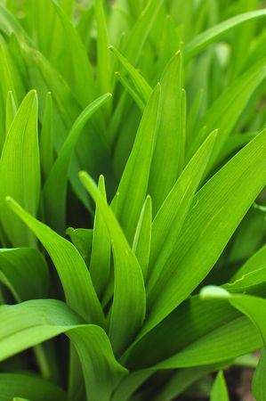 Fresh green grass, close up image, Early spring detail.の写真素材