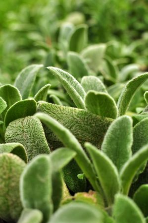 Fresh green grass, close up image, Early spring detail.の写真素材