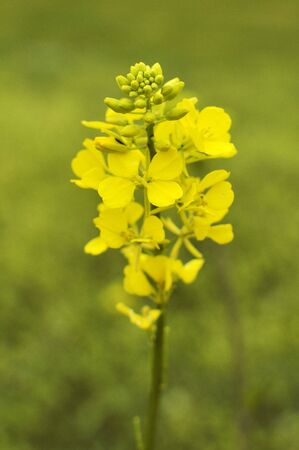 Yellow canola flower close up pghotography. Spring season background.