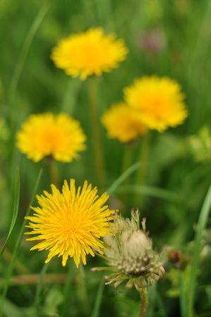 Close up of a dandelion flower, spring season.の写真素材