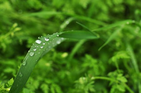 Fresh green grass, close up image, Early spring detail.の写真素材
