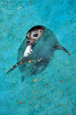 Beautiful young seal swimming in the poolの写真素材