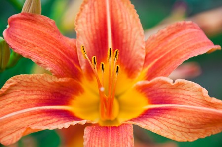 Close up of a orange blooming flower, nature background.の写真素材