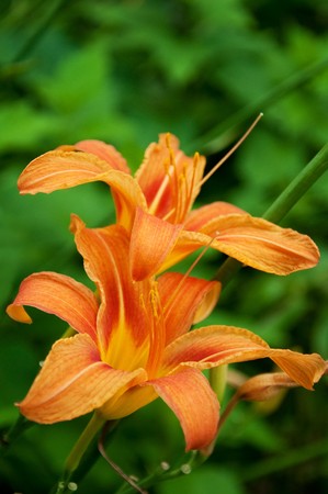 Close up of a orange blooming flower, nature background.の写真素材