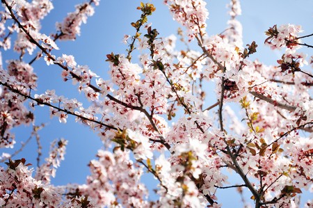 Spring time scenery; cherry blossom over the blue sky in backgroundの写真素材