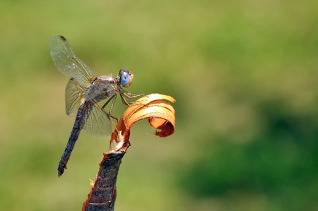 Close up image of a huge Southern darter (Sympetrum meridionale)の写真素材