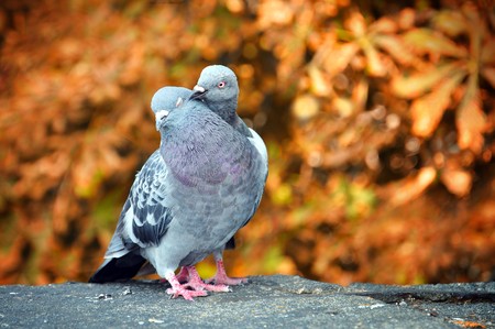 two grey pigeonsの写真素材