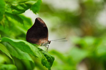 Close up image og a huge butterfly, warm and cloudy afternoonの写真素材