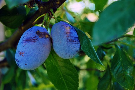 organic plum fruit, close up image.の写真素材