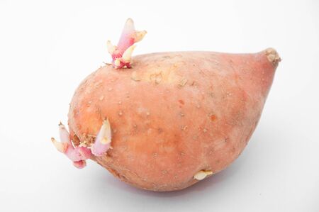 Small potatoes over a white backgroundの写真素材